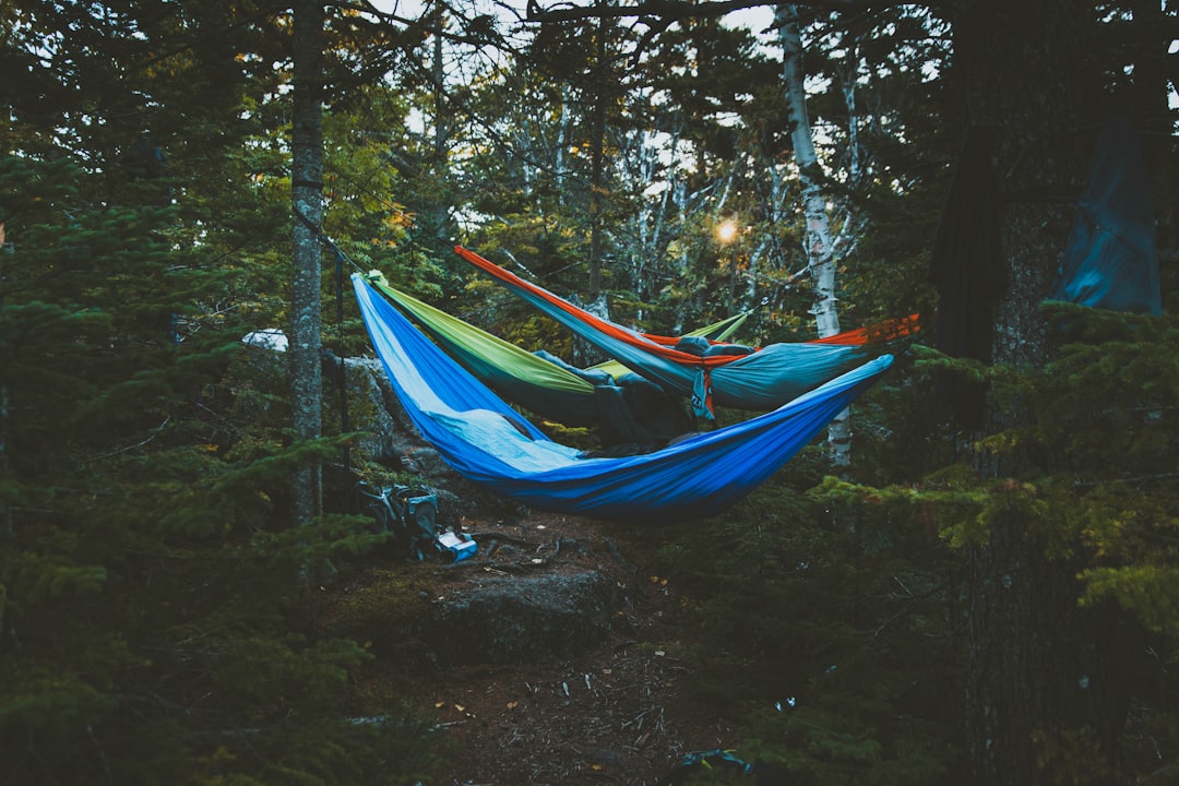 people in hammocks tied between trees, Campsite hammocks