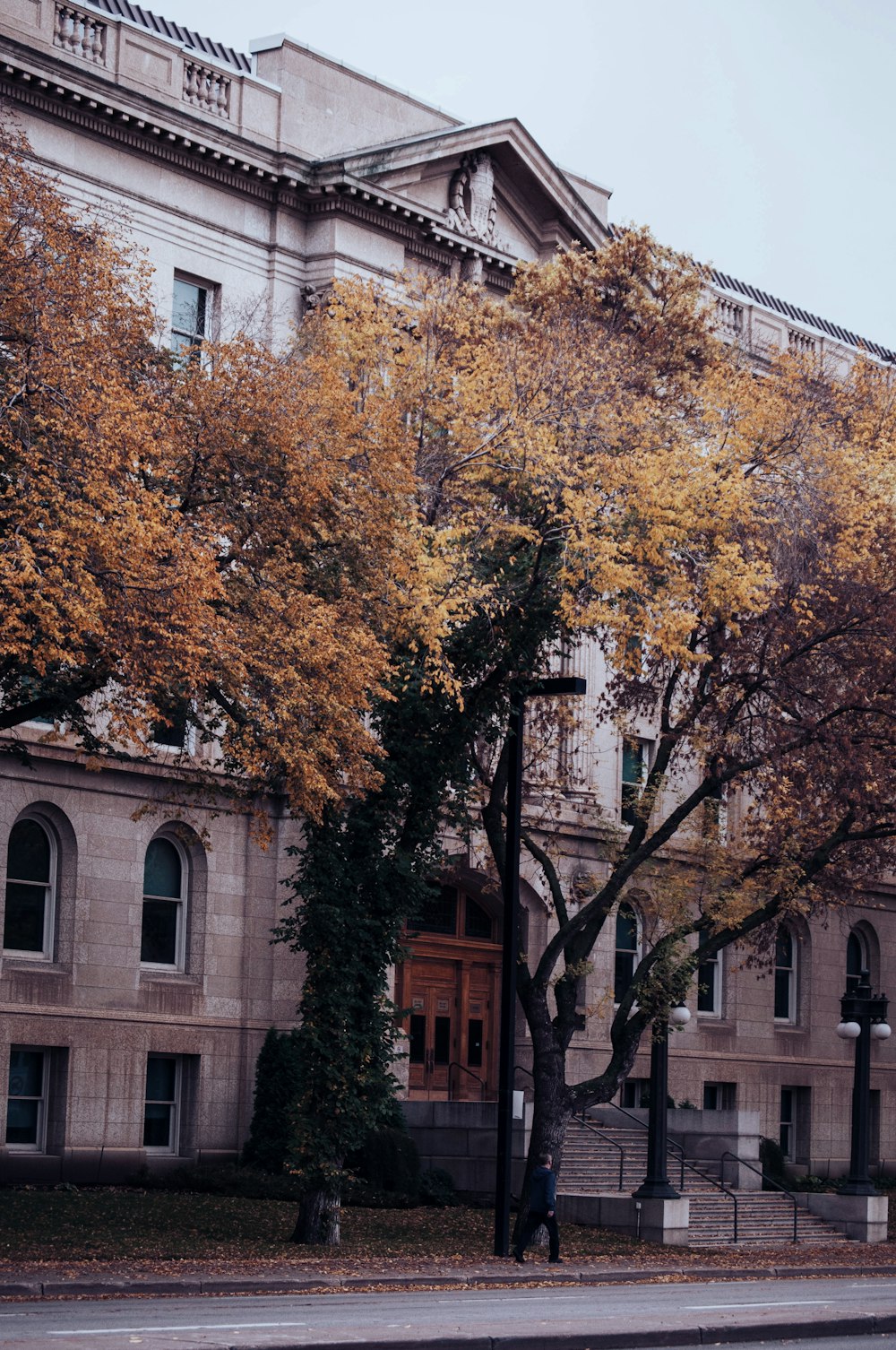 trees near brown building