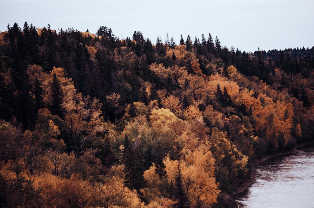landscape photo of beige leafed treees