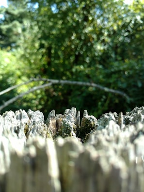 Close-up of a wooden fence half cleaned, showing stark contrast between weathered grey and restored golden timber.