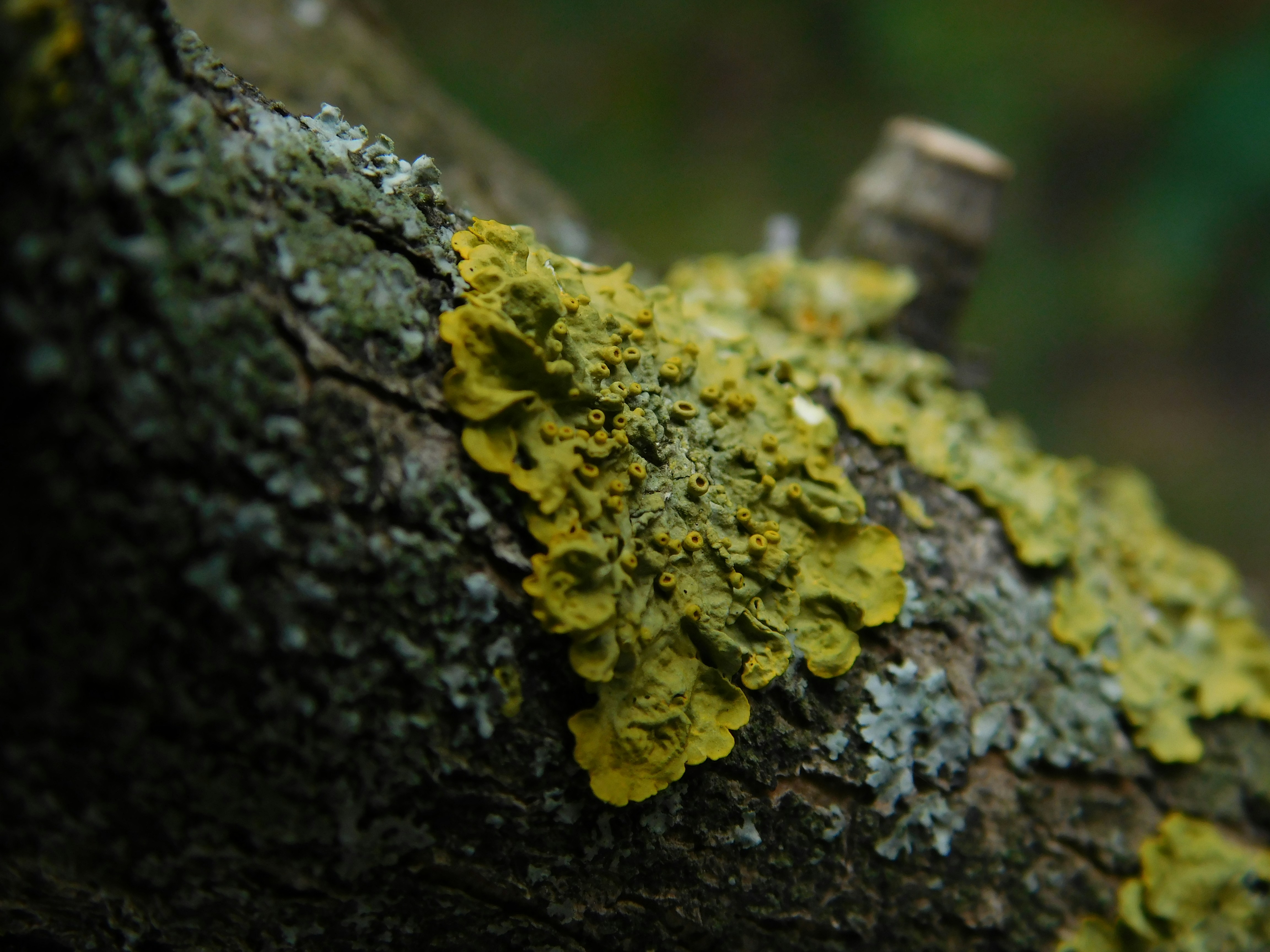 Free Unsplash photo from Diana Demeter