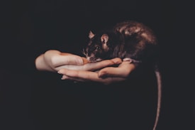 A small rat with dark fur is resting in the gentle cupped hands of a person, set against a dimly lit background. The soft lighting creates a calm and intimate atmosphere, highlighting the delicate features of the rat and the caring gesture of the hands.