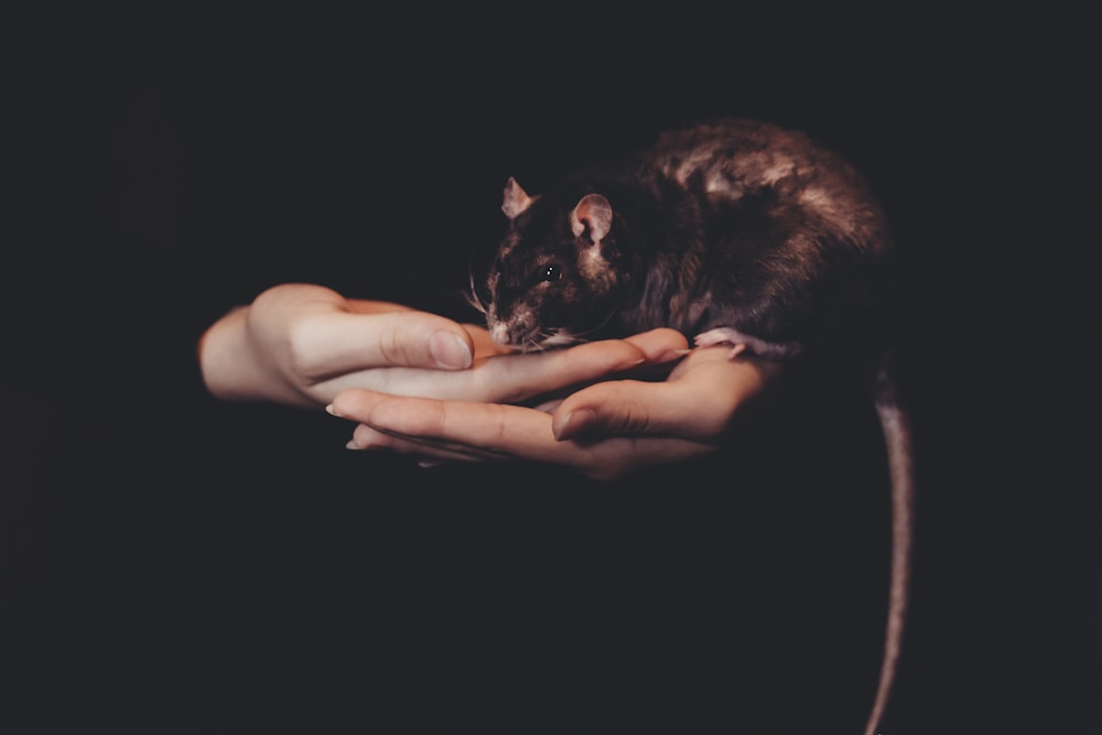 person holding black rat