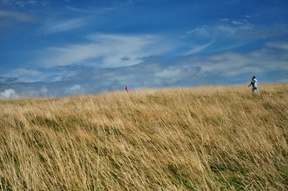 Campo de hierba marrón bajo el cielo azul