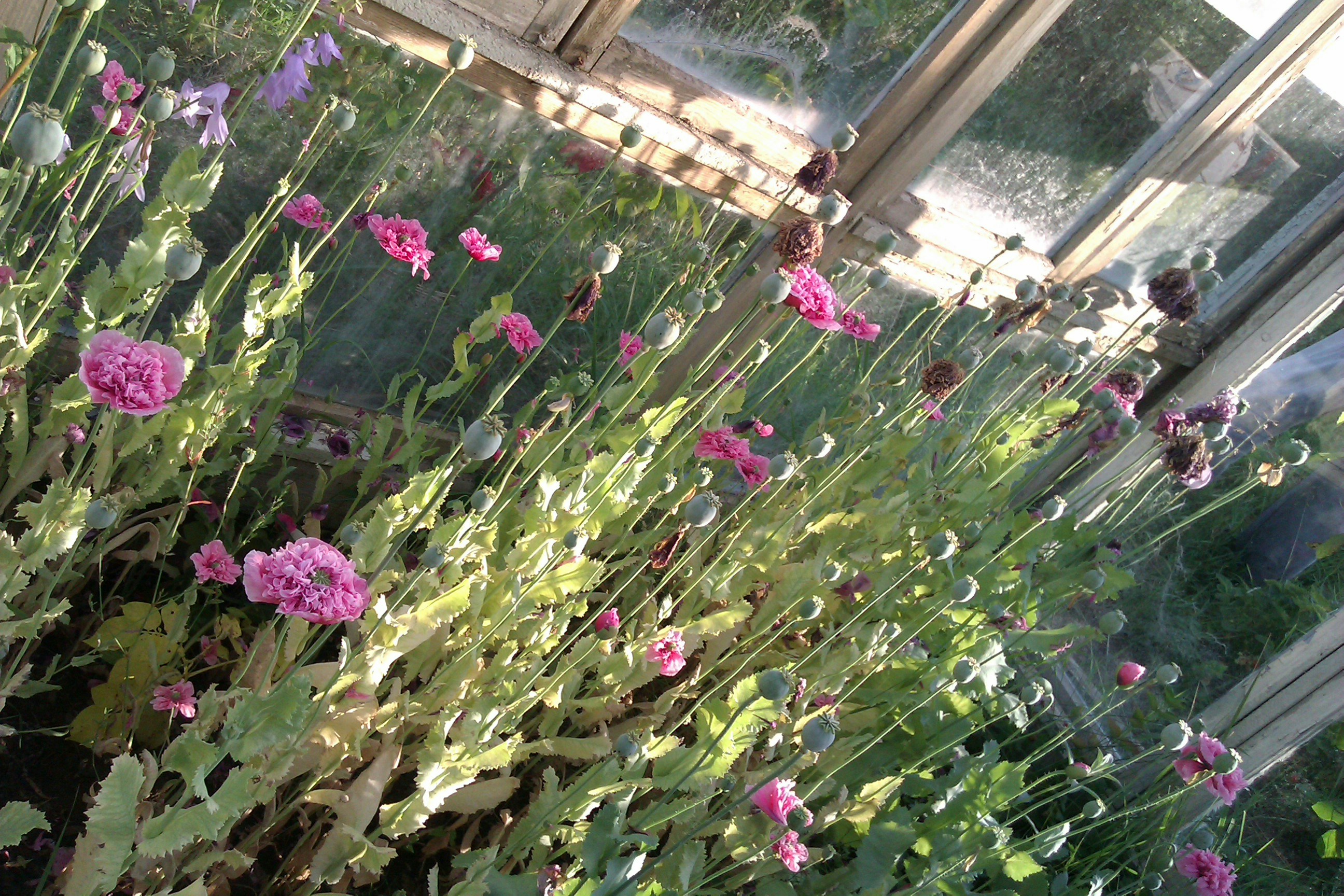 Free Unsplash photo from Heidi Laine