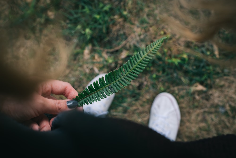 Persona sosteniendo una hoja verde