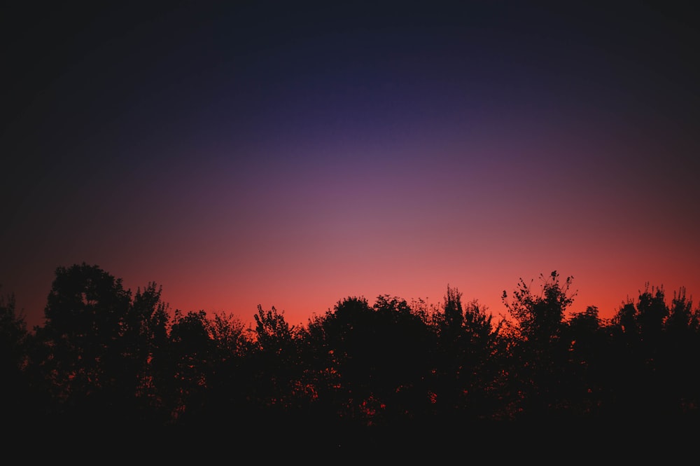 silhouette of trees during sunset