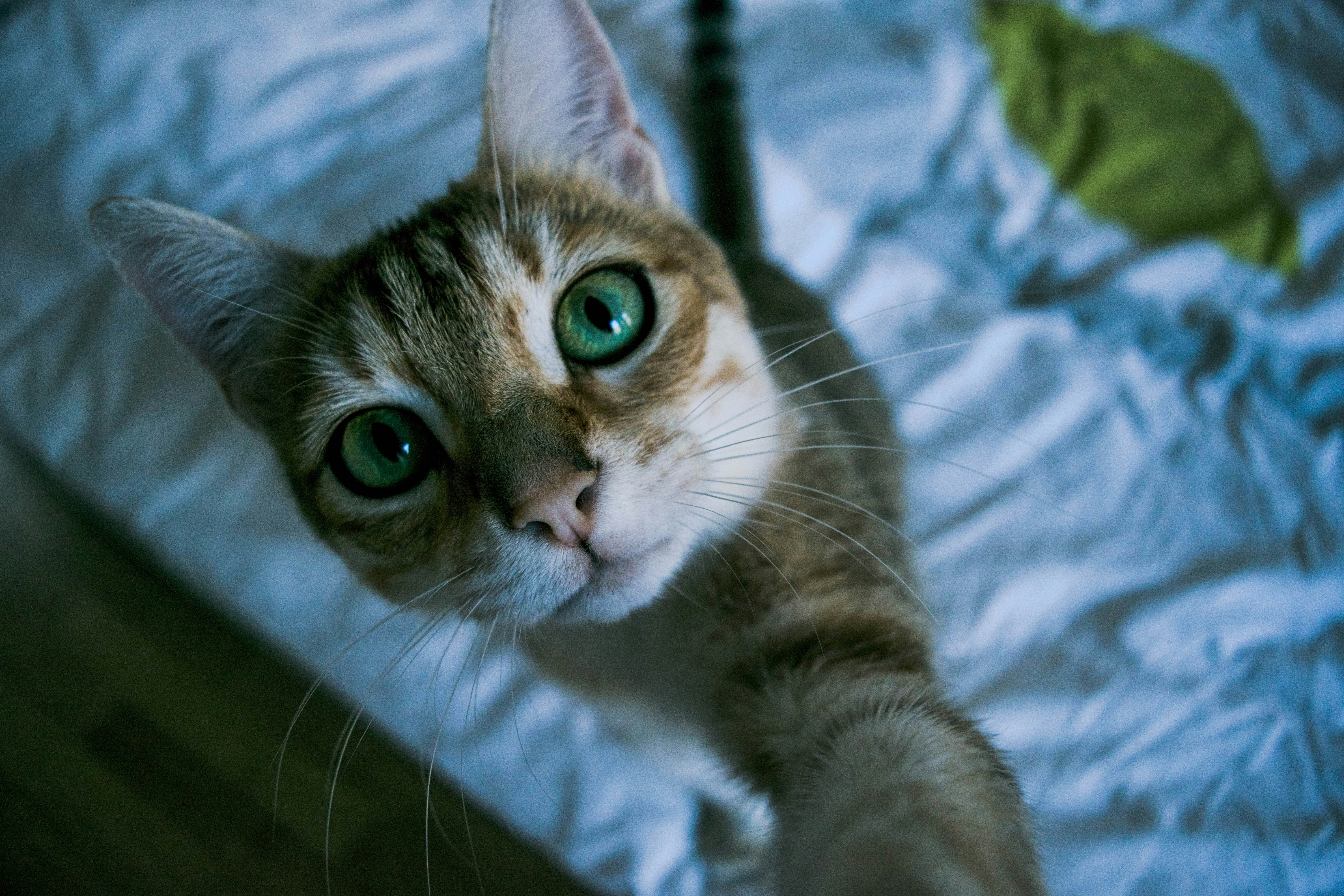 Free Unsplash photo from Matthieu Comoy