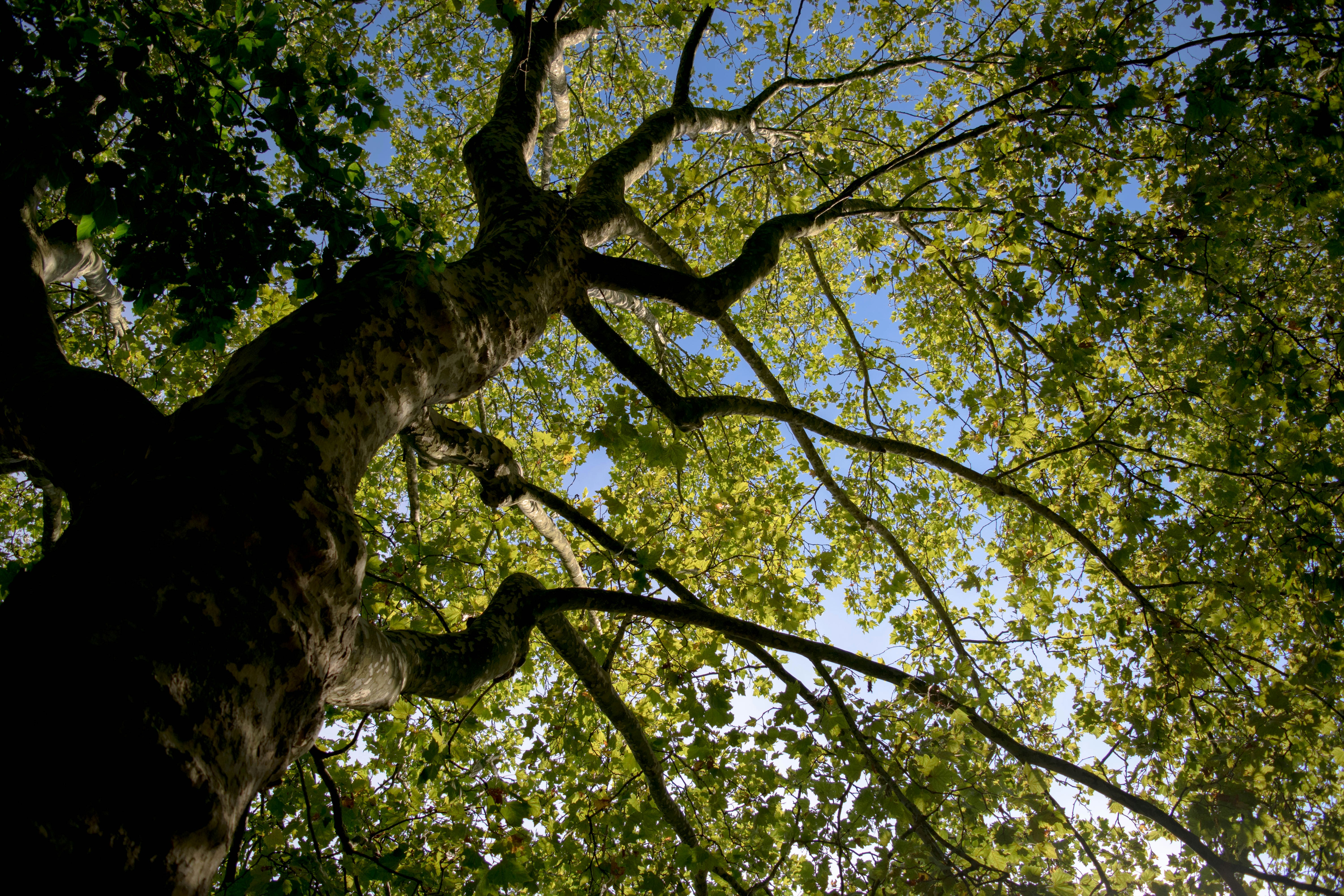 Free Unsplash photo from Matthieu Comoy