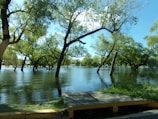 Flooded area with numerous trees submerged in water. The water is calm, reflecting the green foliage and the clear blue sky above. The scene includes a pathway or sidewalk partially covered by grass and water, surrounded by the vibrant greenery of the trees.