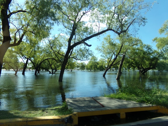 Flooded area with numerous trees submerged in water. The water is calm, reflecting the green foliage and the clear blue sky above. The scene includes a pathway or sidewalk partially covered by grass and water, surrounded by the vibrant greenery of the trees.