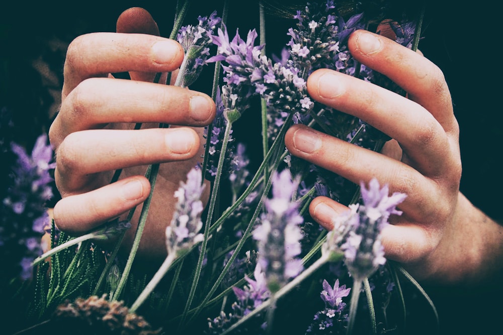 person touching purple petaled flowers