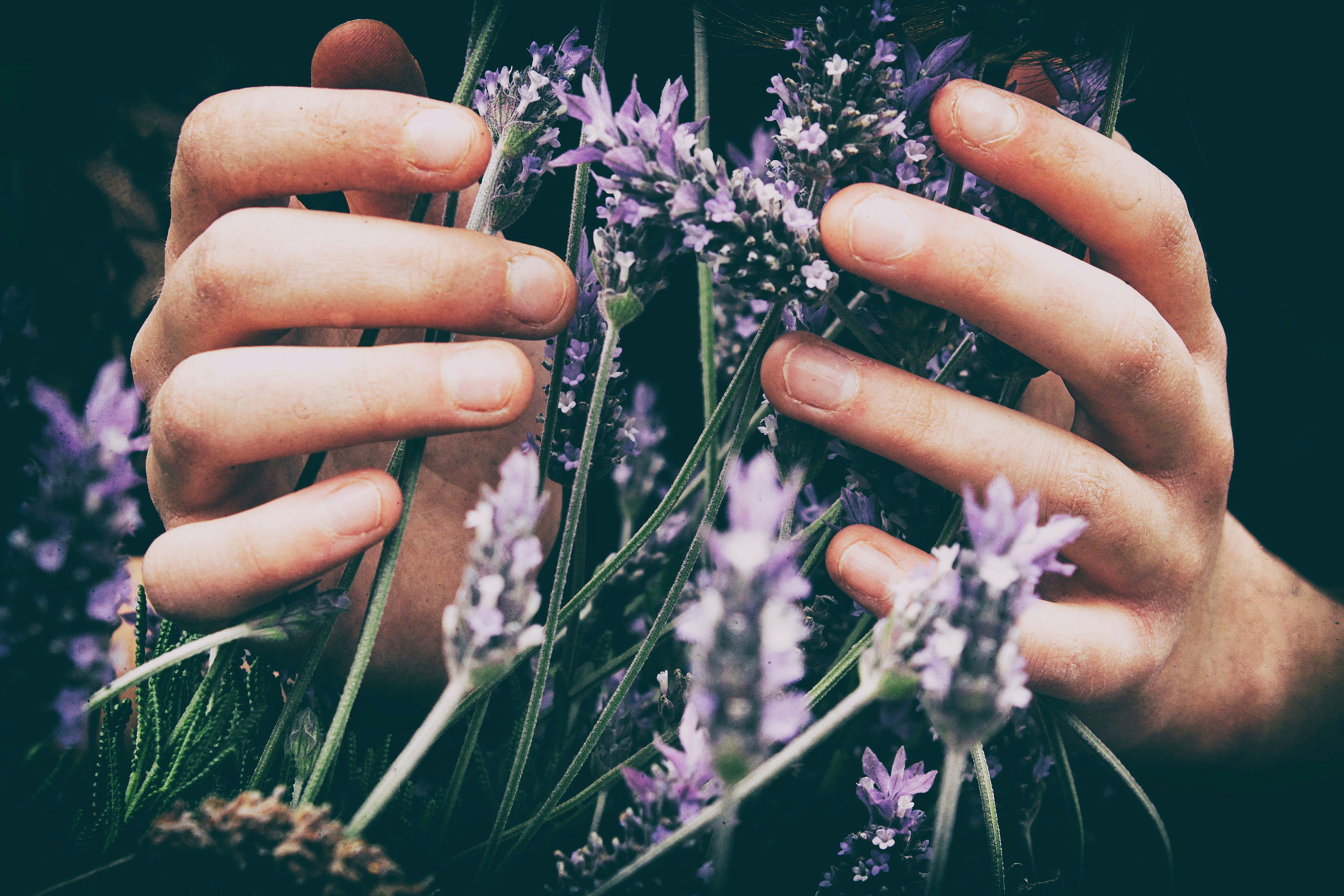 lavender Fields