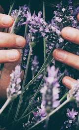 person touching purple petaled flowers