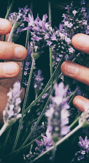 person touching purple petaled flowers