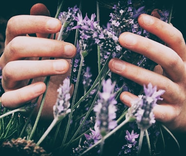 person touching purple petaled flowers