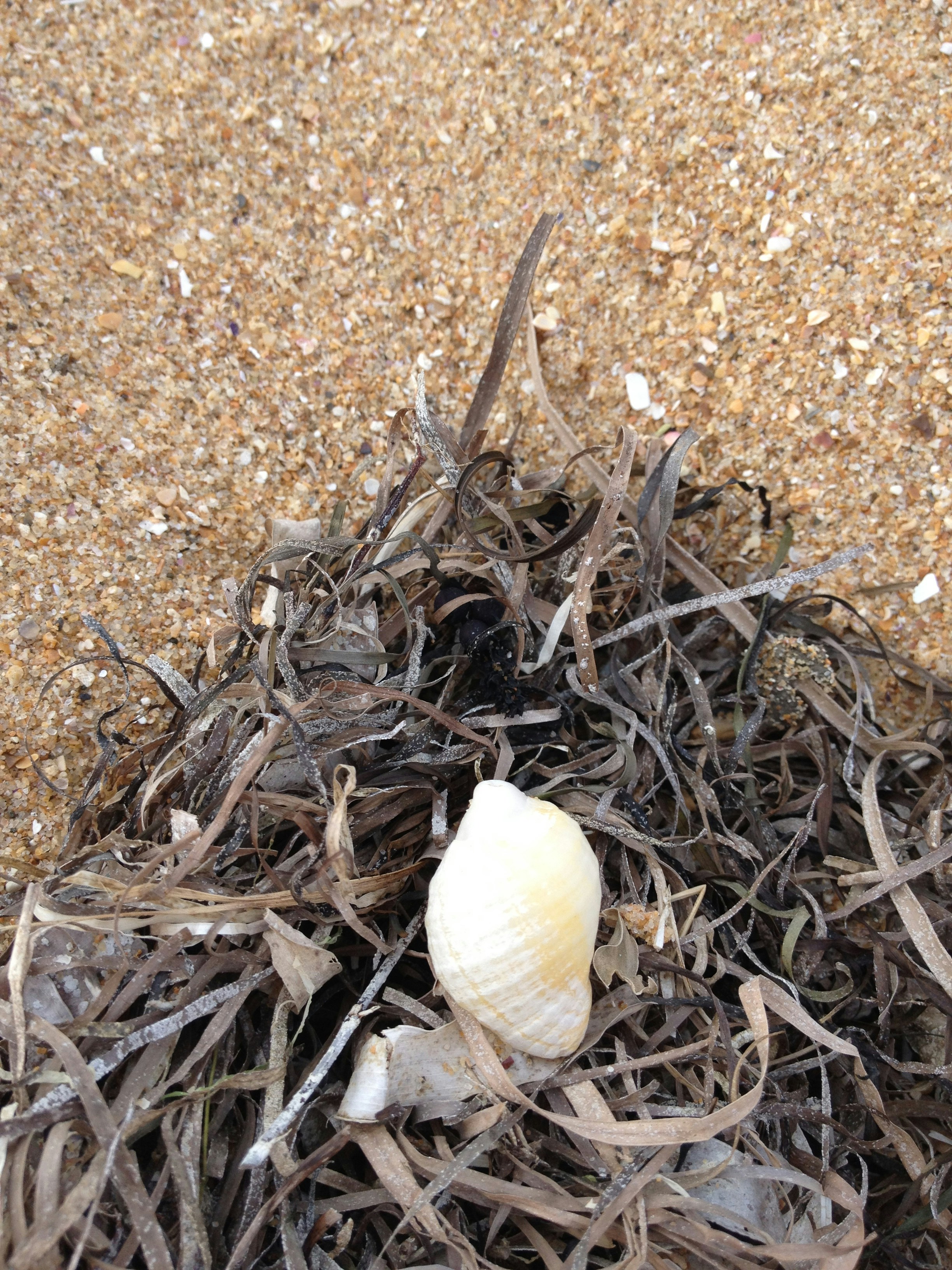 Free Unsplash photo from Laura Fisher-Mitchell