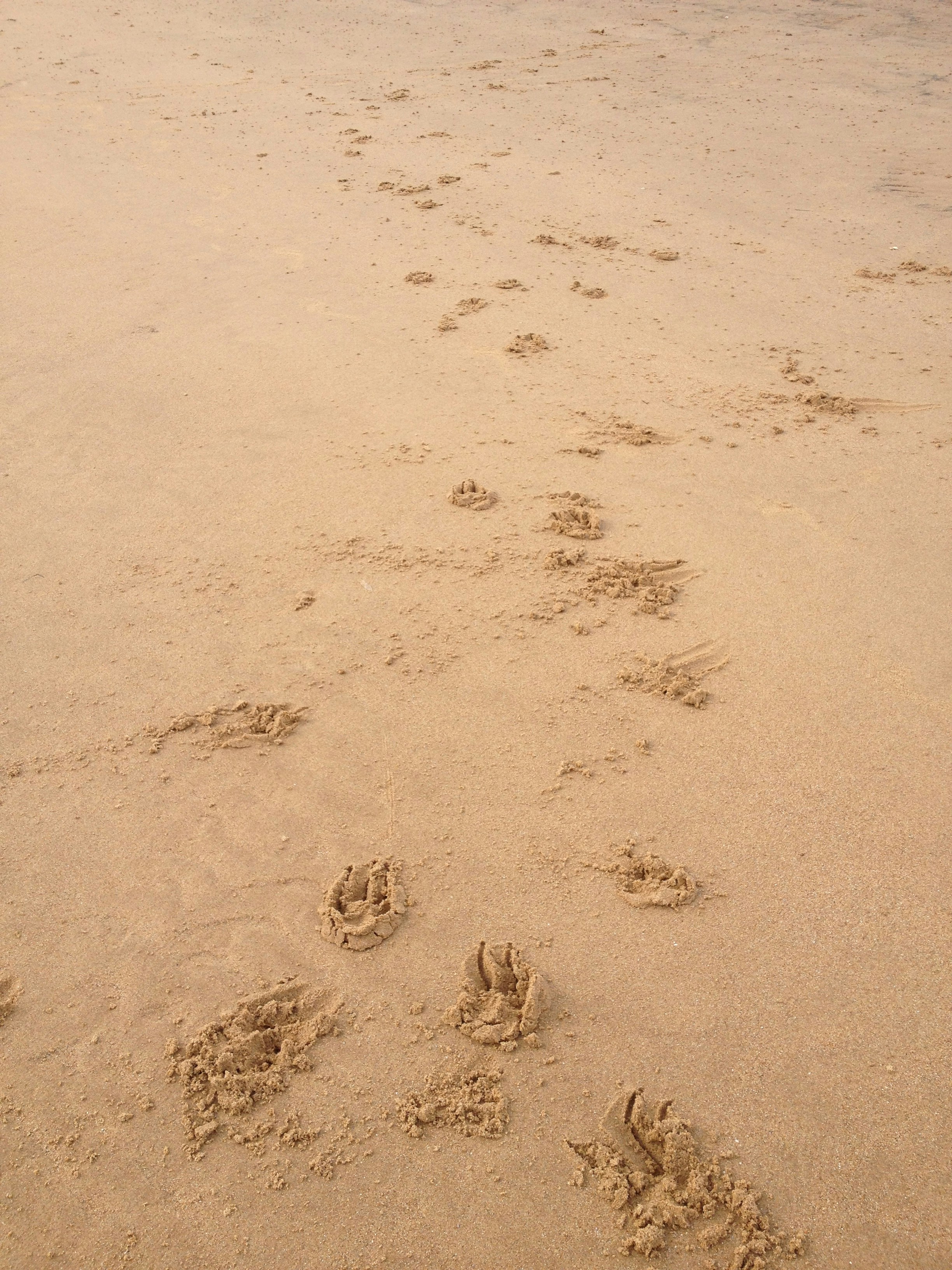 Free Unsplash photo from Laura Fisher-Mitchell