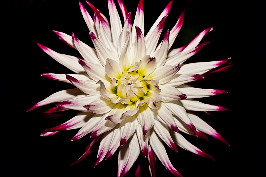 white and red flower on black background