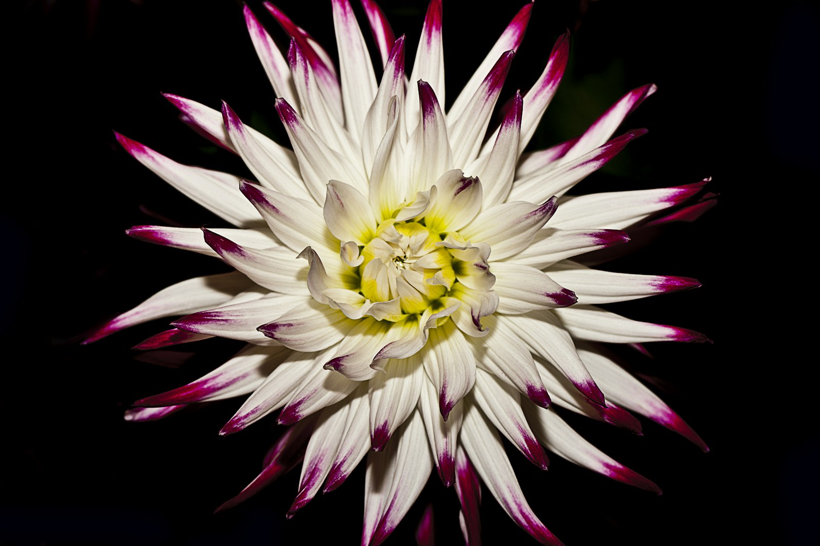 Nikon D700 + Nikon AF-S Micro-Nikkor 105mm F2.8G IF-ED VR sample photo. White and red flower photography