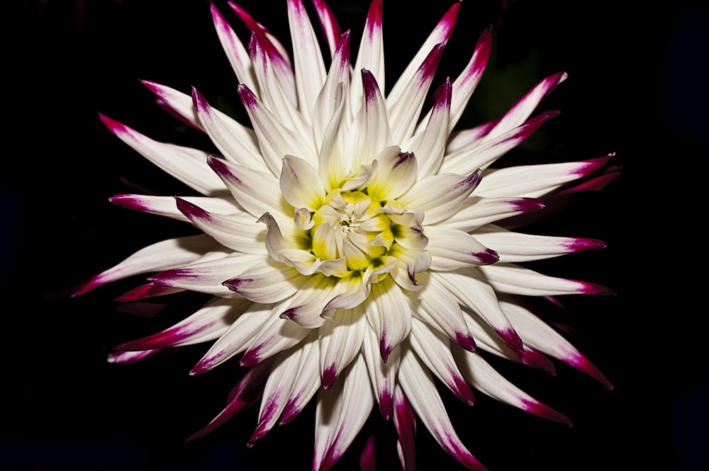 white and red flower on black background