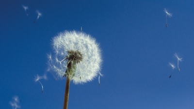 Dandelion seeds ready to take flight against a clear blue sky, symbolizing wishes and dreams.