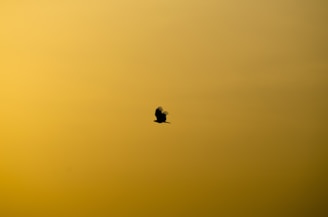 silhouette of flying bird