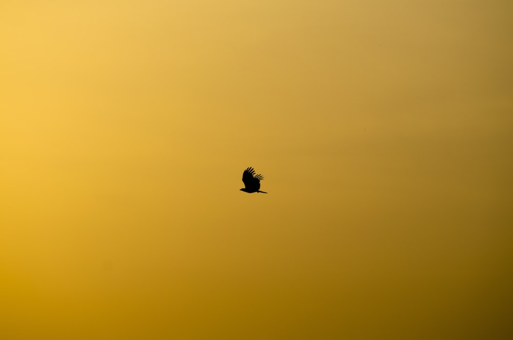 silhouette of flying bird