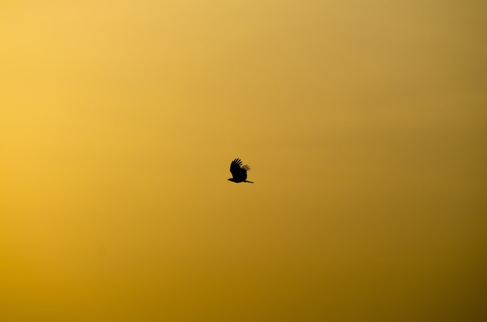 silhouette d’oiseau volant