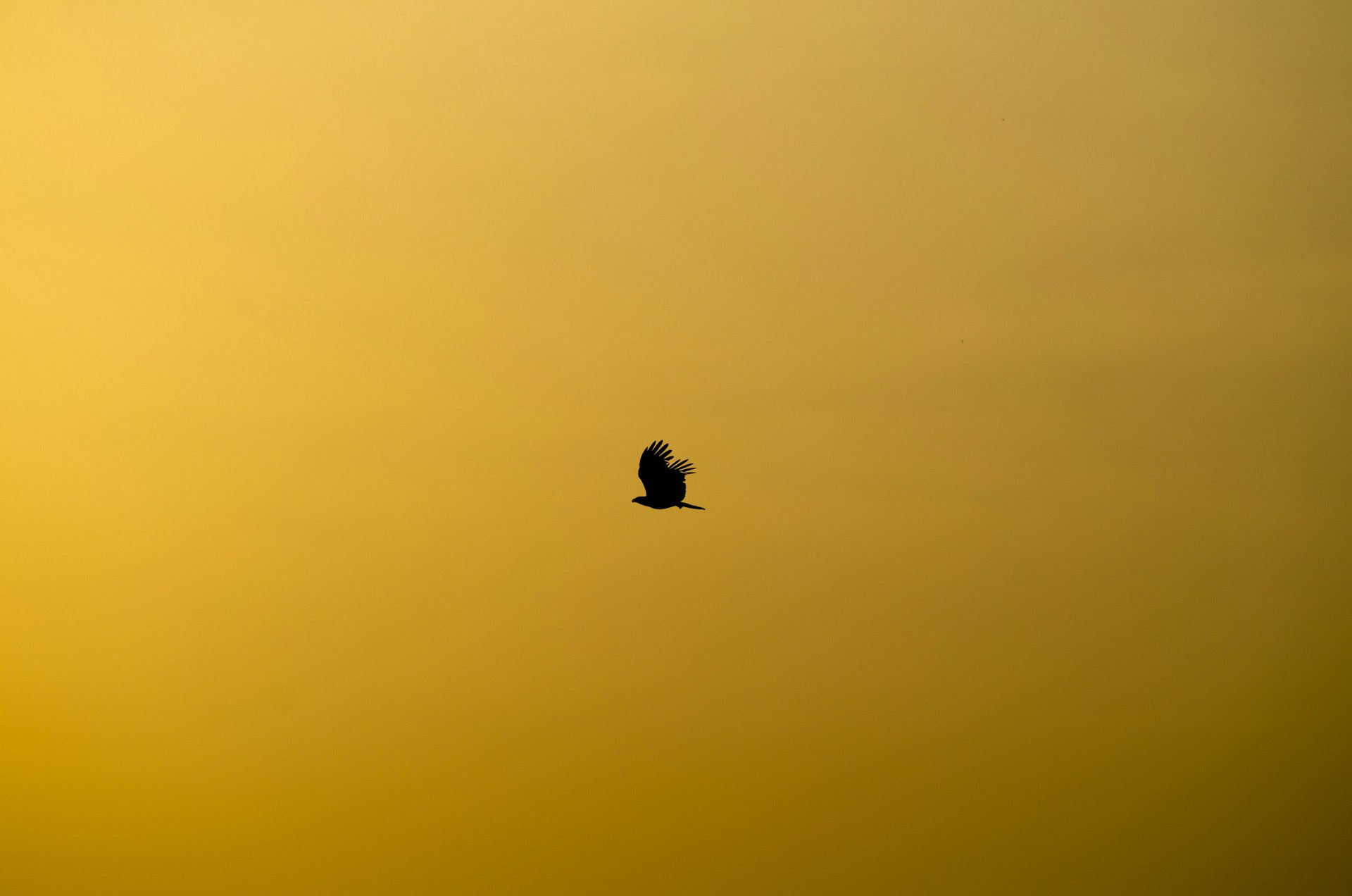 silhouette of flying bird