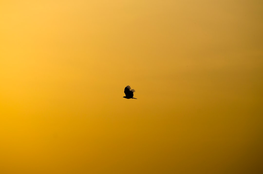 silhouette of flying bird