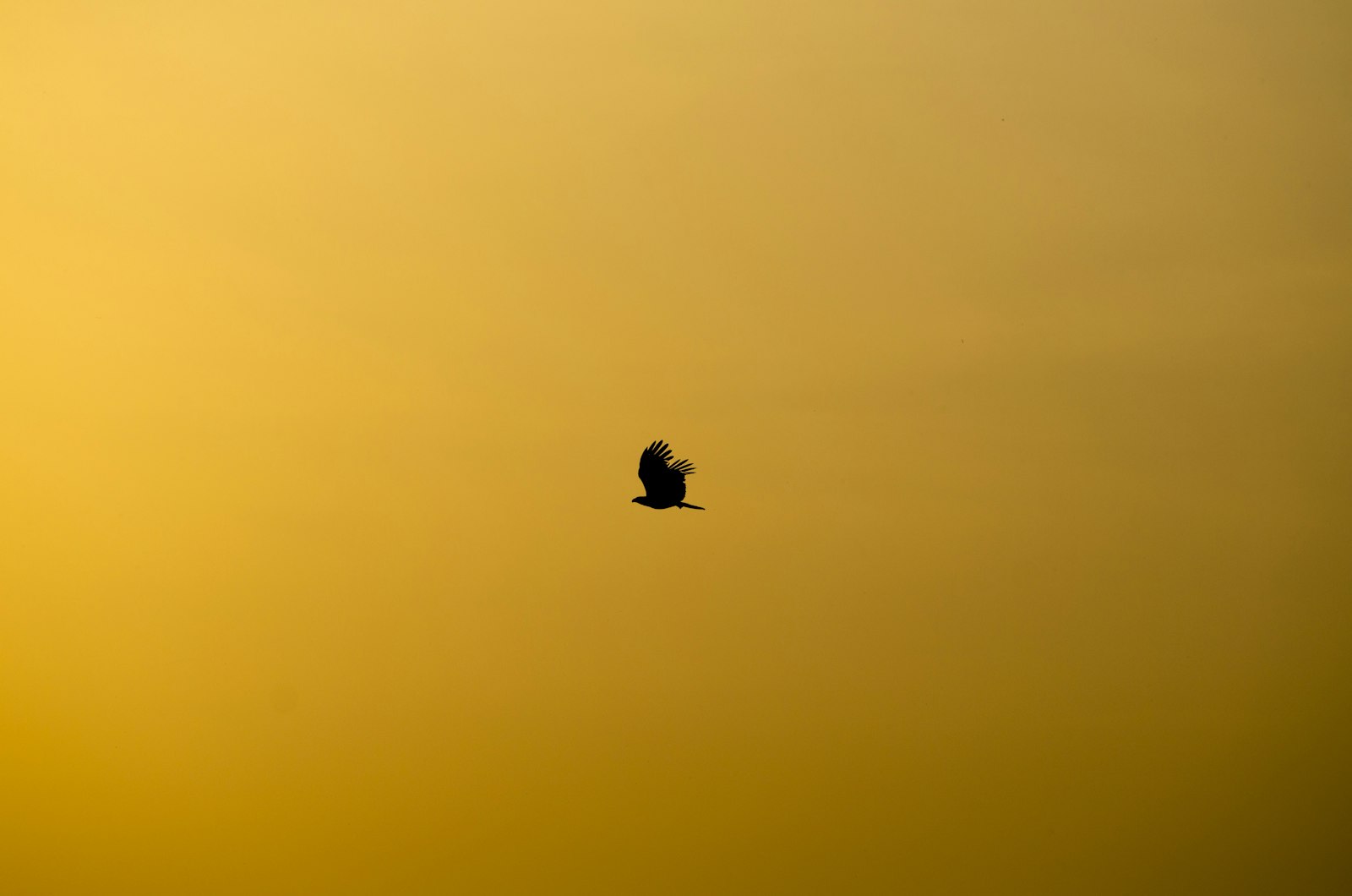 Nikon D5100 + Nikon AF-S Nikkor 70-300mm F4.5-5.6G VR sample photo. Silhouette of flying bird photography