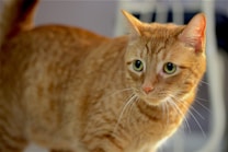 A close-up of an orange tabby cat with green eyes. The cat appears to be looking attentively at something off-camera, with its body slightly angled. Its fur is a warm, golden hue with distinctive stripes, and long whiskers stand out against the face. The background is softly blurred, suggesting an indoor setting.