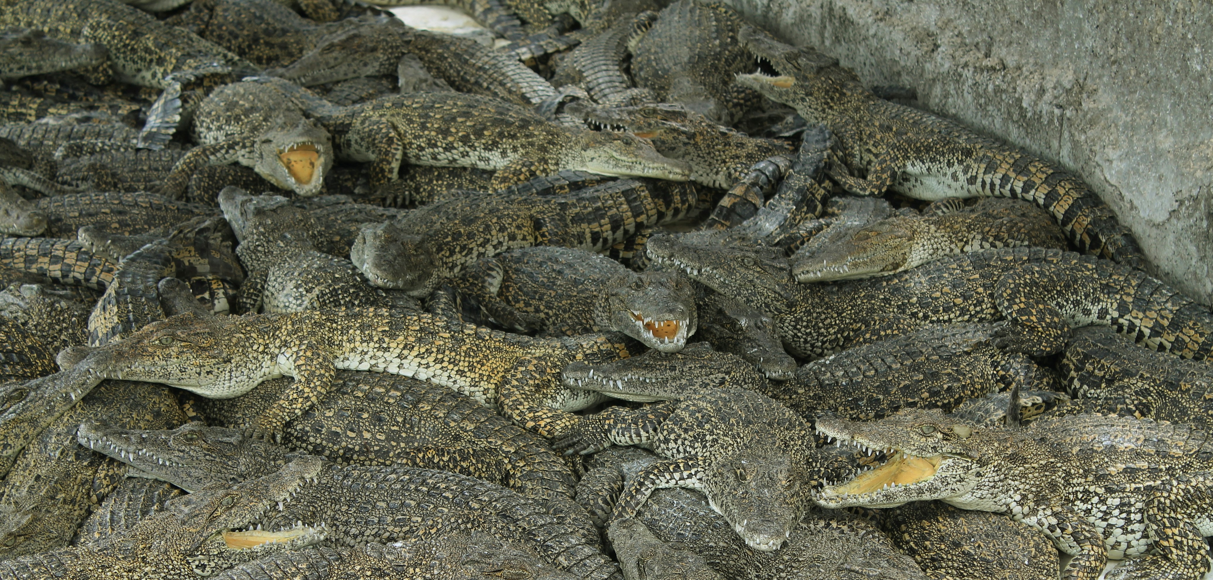 Free Unsplash photo from Pascal Chanel