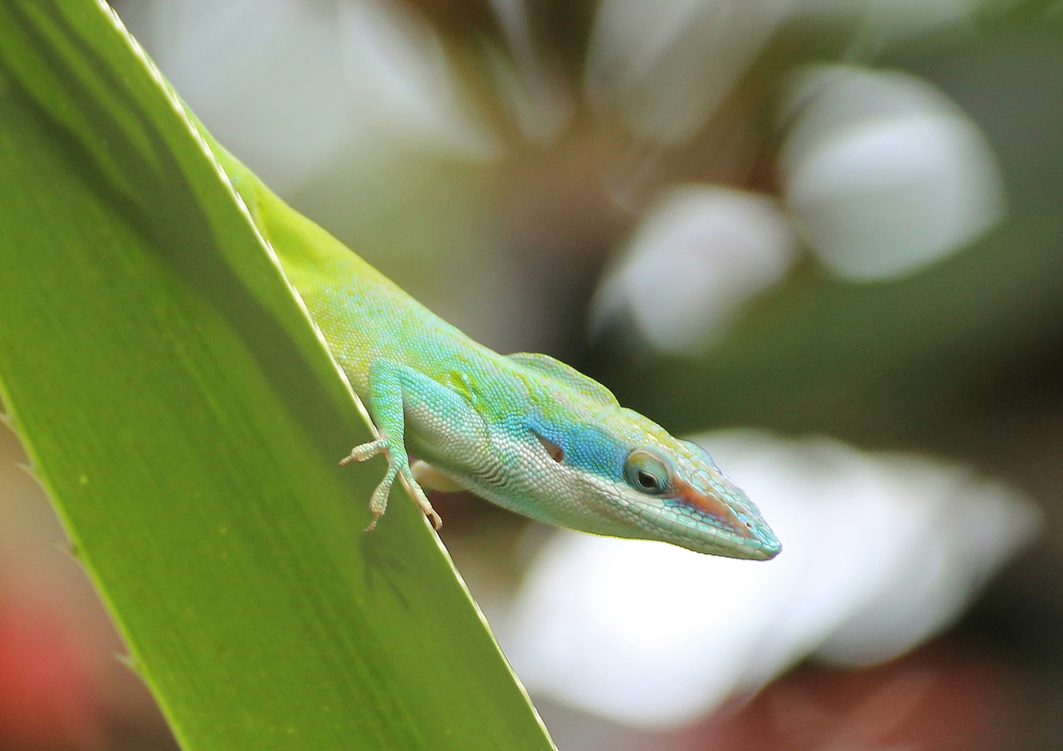 Free Unsplash photo from Pascal Chanel