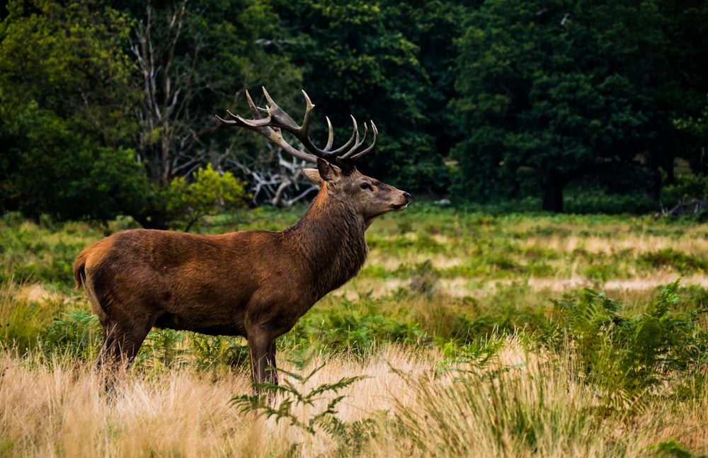 Photographie peu profonde de rennes bruns