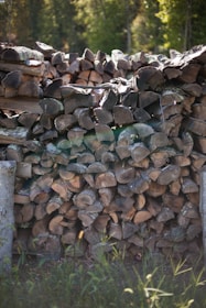 Neatly stacked logs drying in the sun, illustrating the seasoning process.