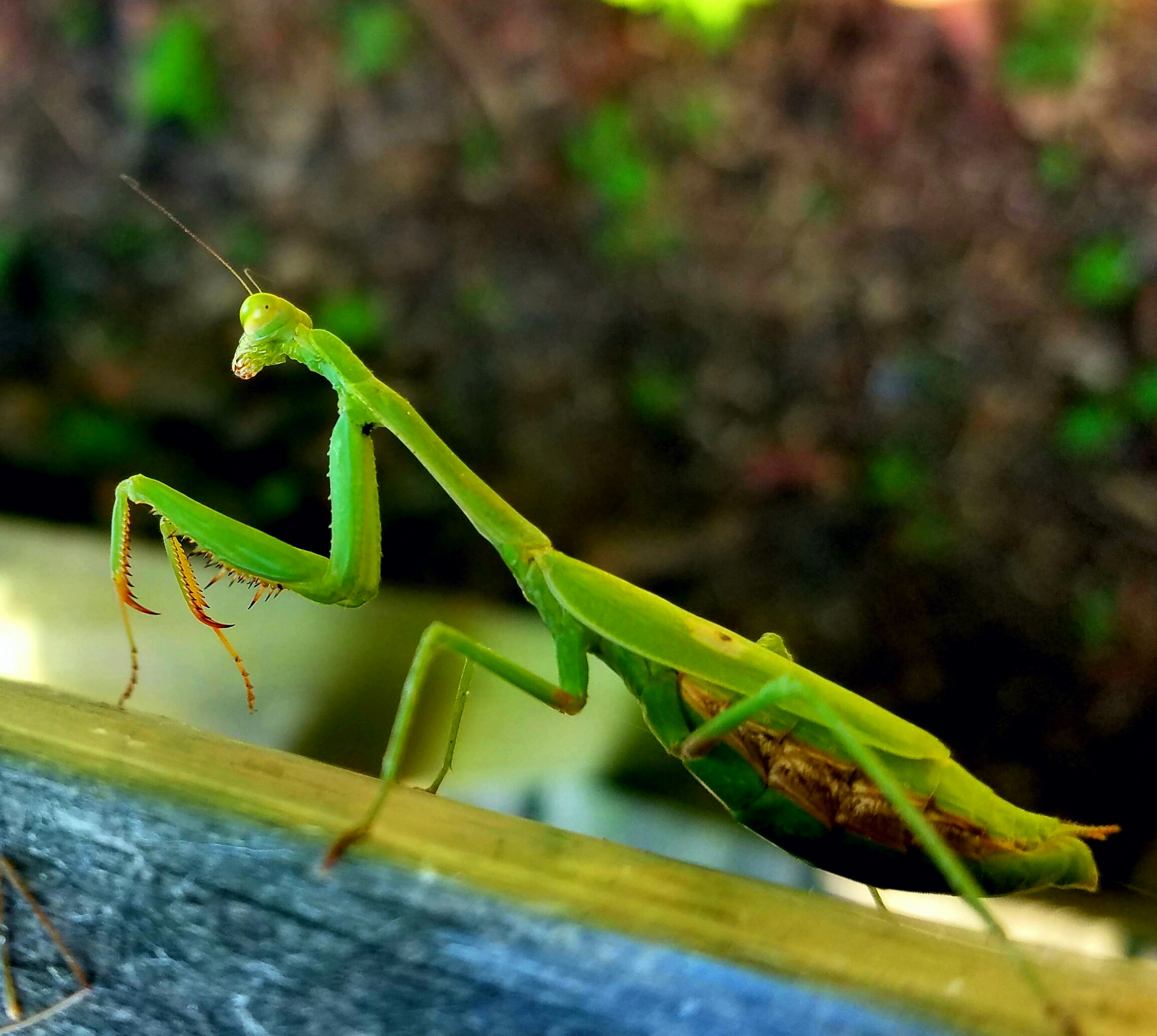 Free Unsplash photo from Pipe Pistoleer