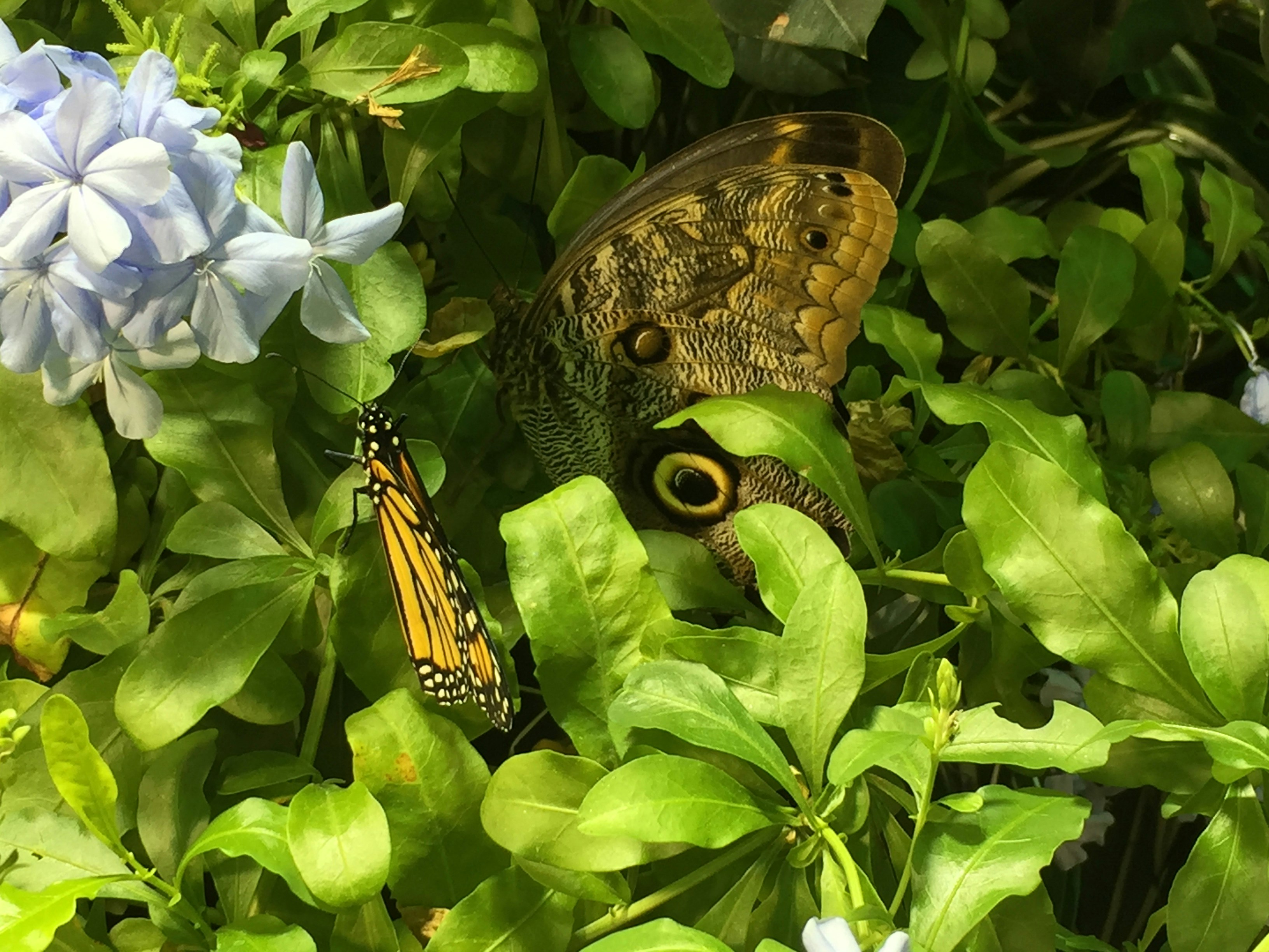 Download 860 Koleksi Gambar Hd Flora Fauna Paling Baru Gratis HD