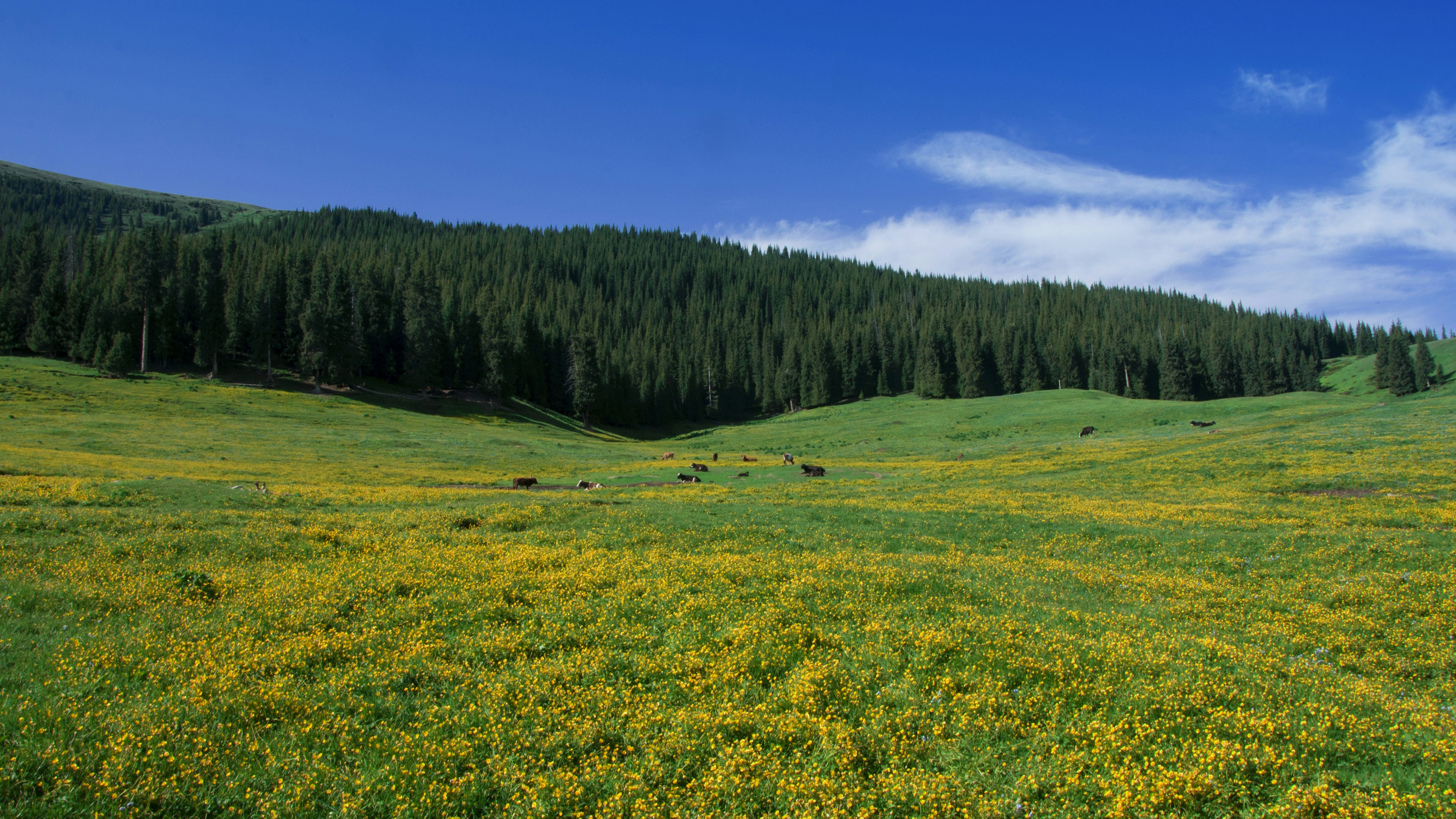 Free Unsplash photo from Francis Cheung