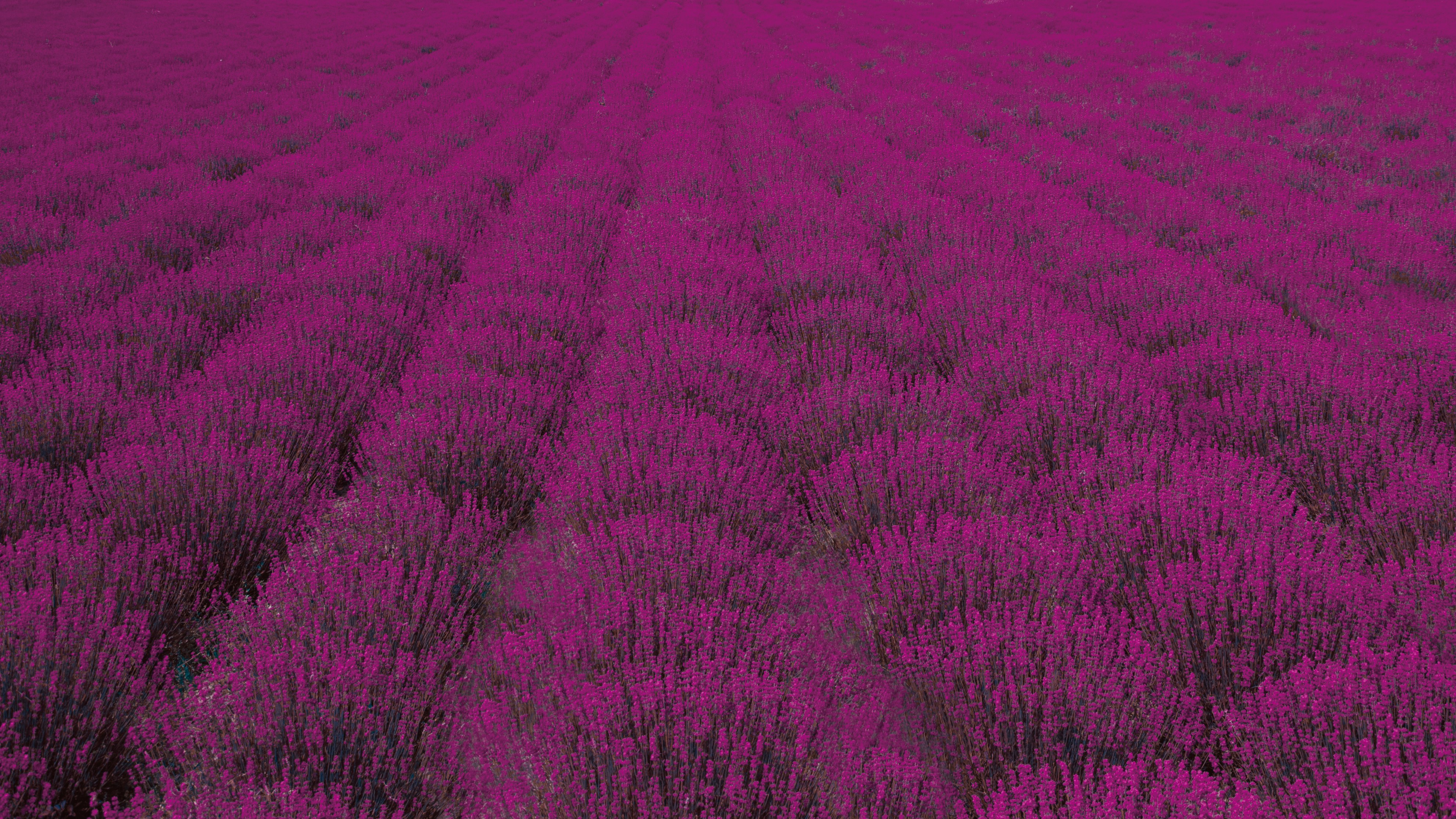 Purple lavender field