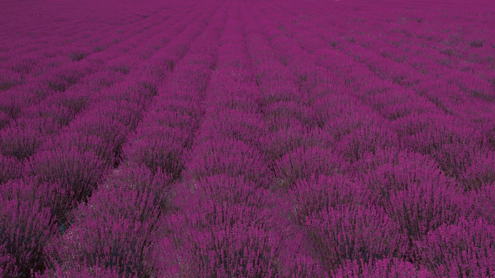 champ de fleurs à pétales roses