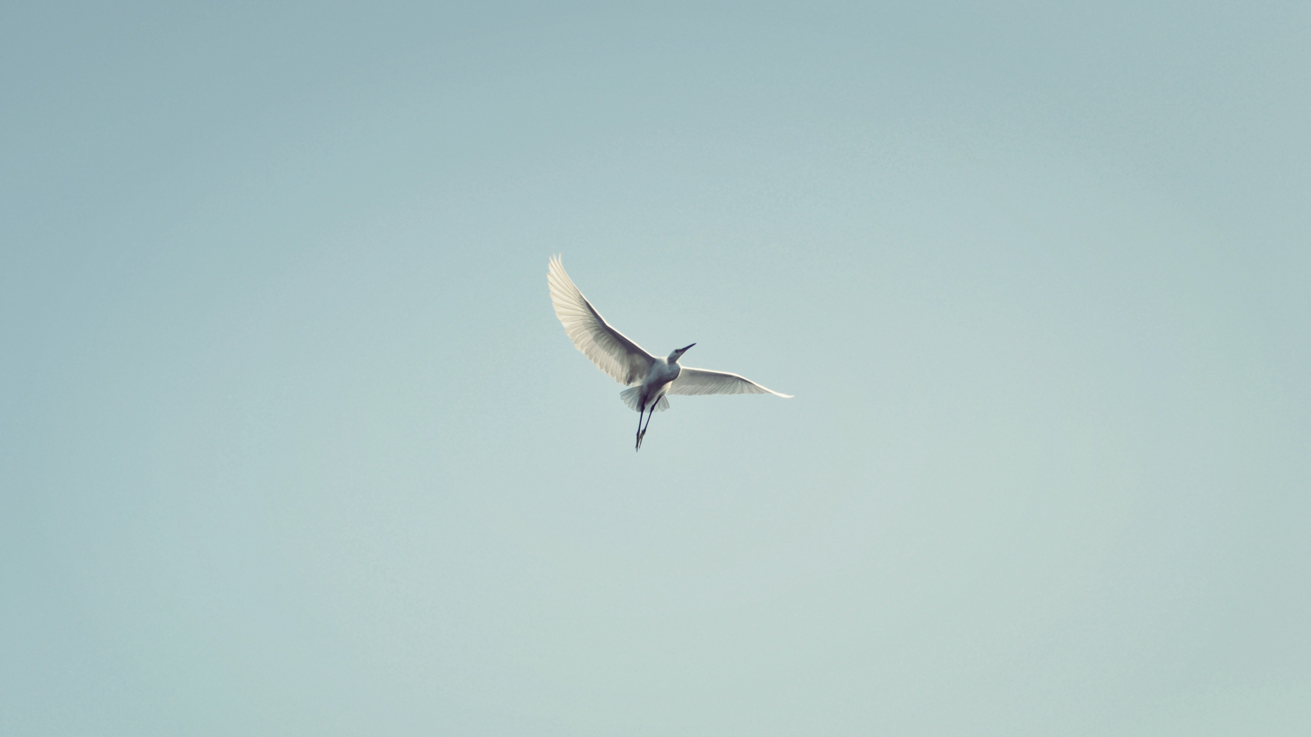 Free Unsplash photo from Francis Cheung