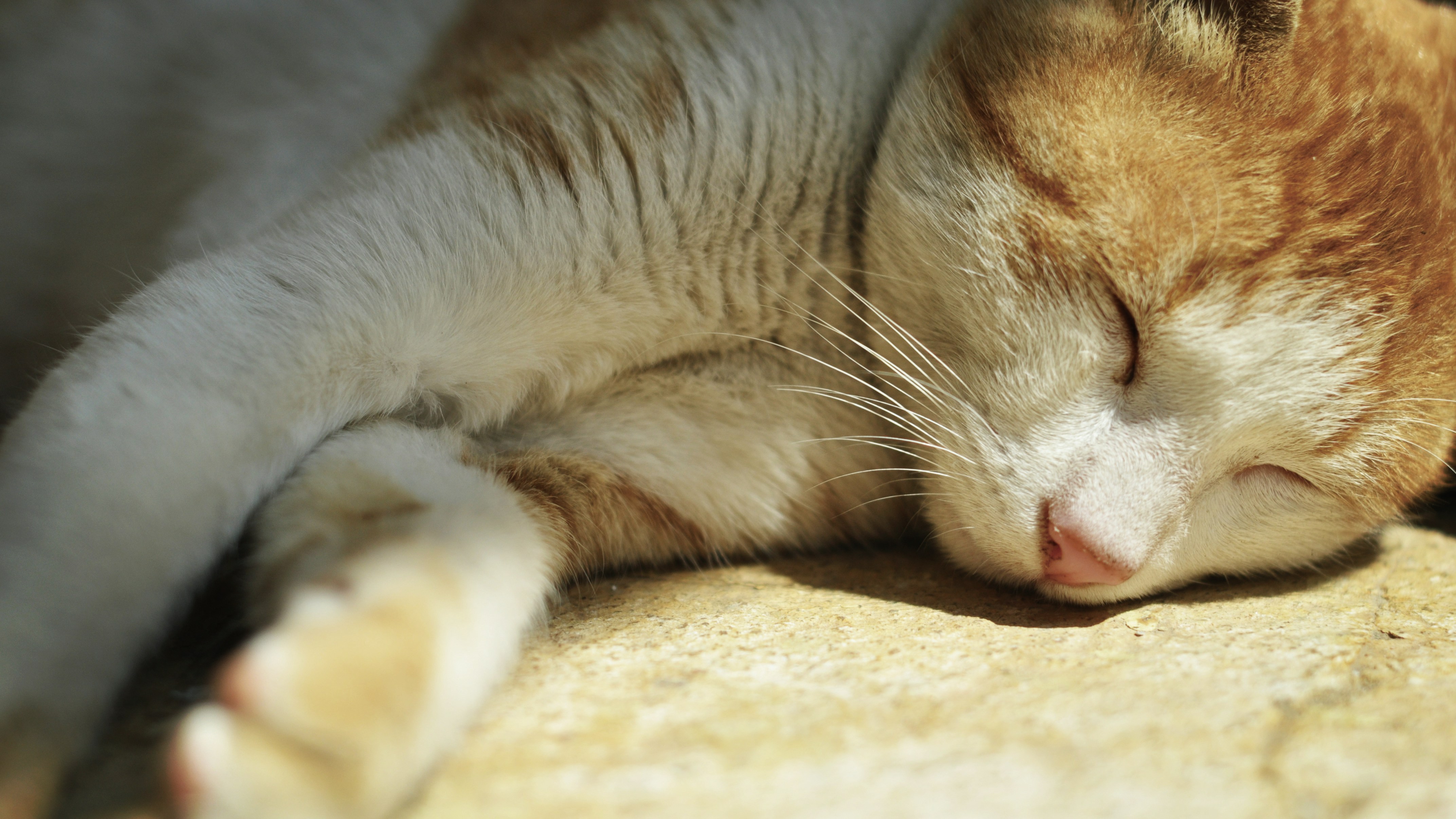 Free Unsplash photo from Francis Cheung