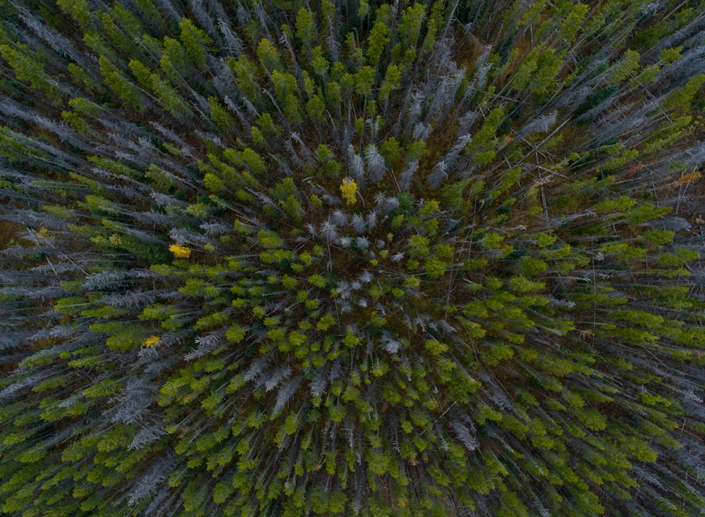 aerial view photography of forest trees during daytime