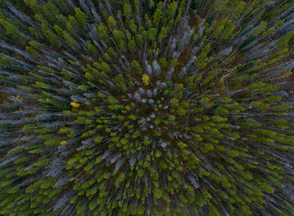 Fotografia aerea degli alberi della foresta durante il giorno