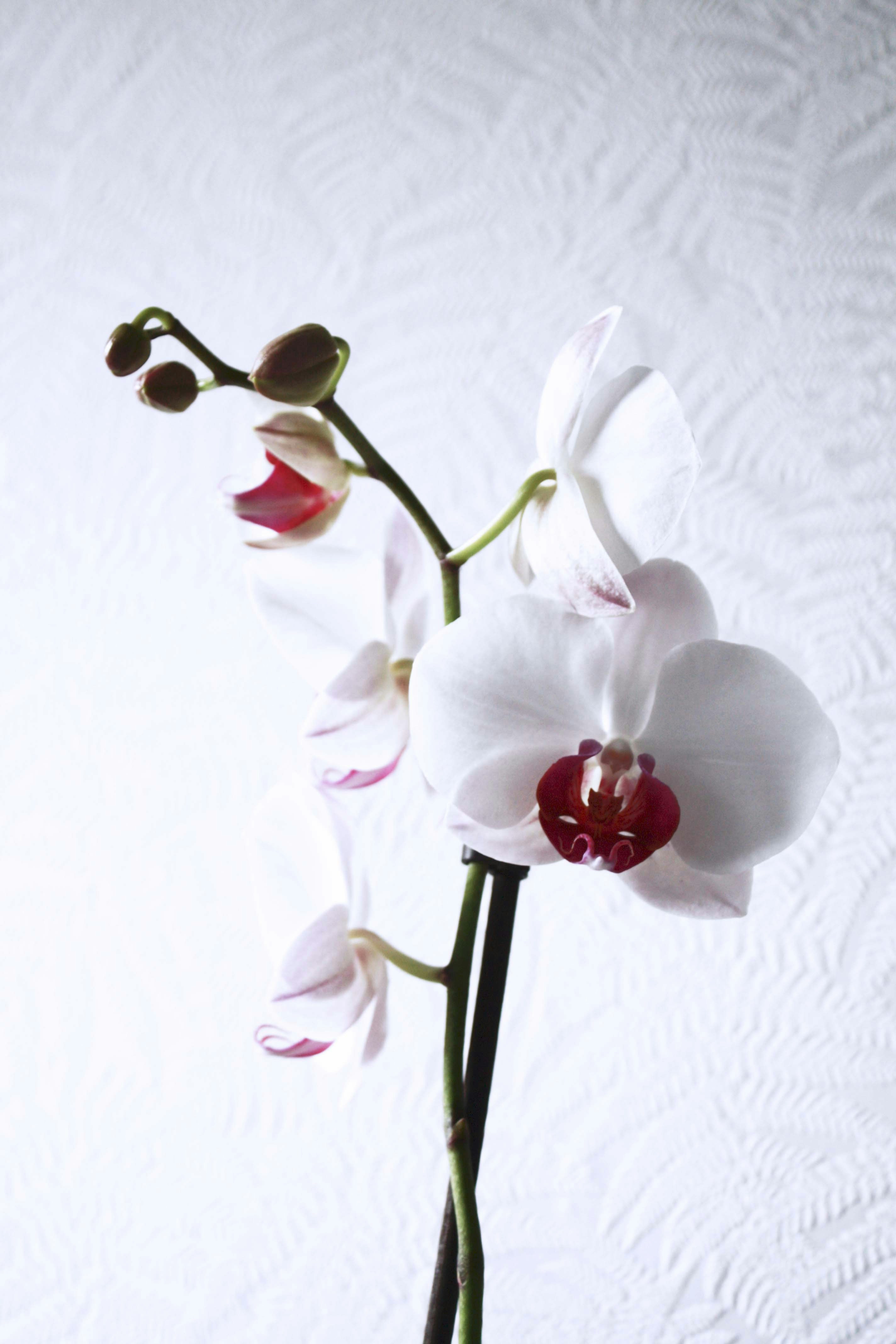 Free Unsplash photo from Danielle Dui