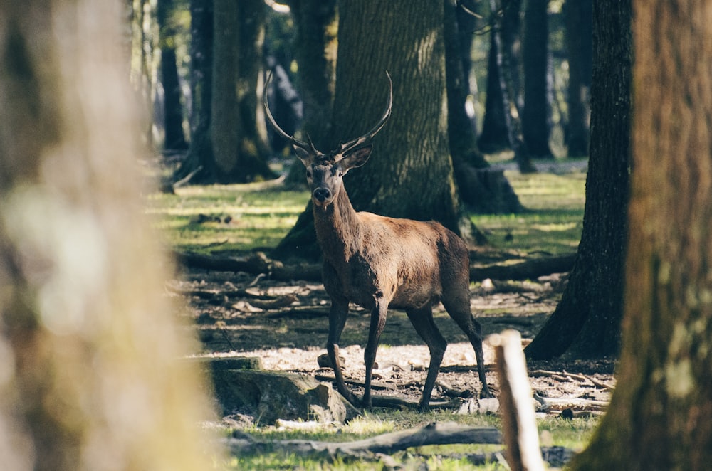 shallow focus photography of reindeer