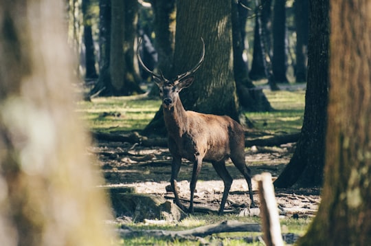 shallow focus photography of reindeer in Forêt Domaniale de Rambouillet France