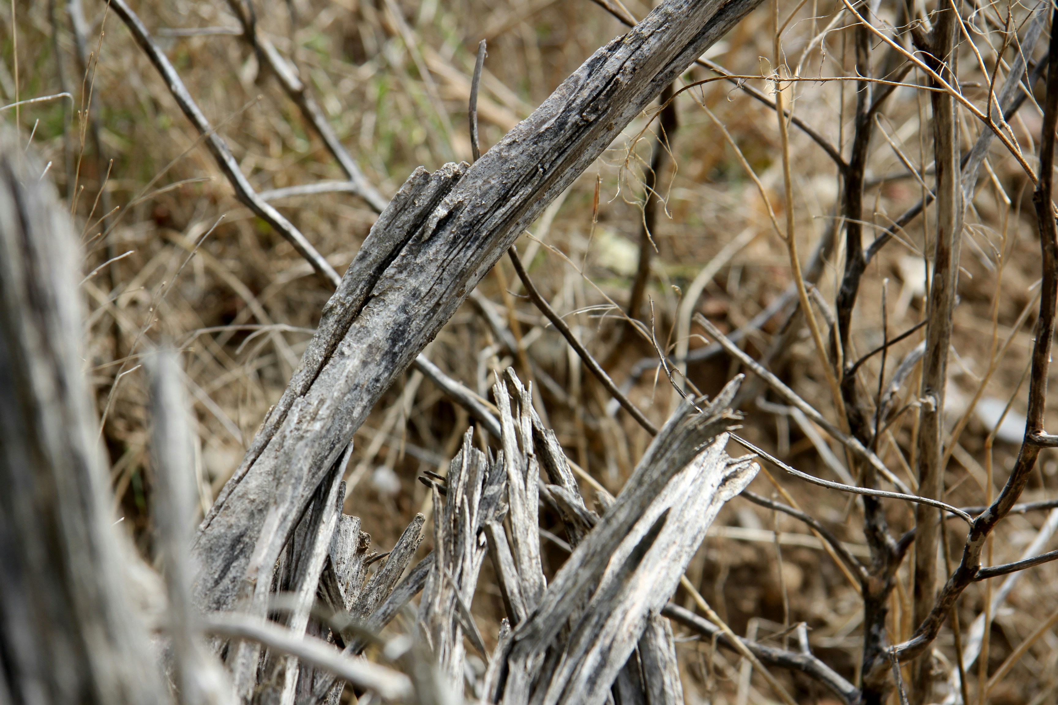 Free Unsplash photo from Cel Tico Petit